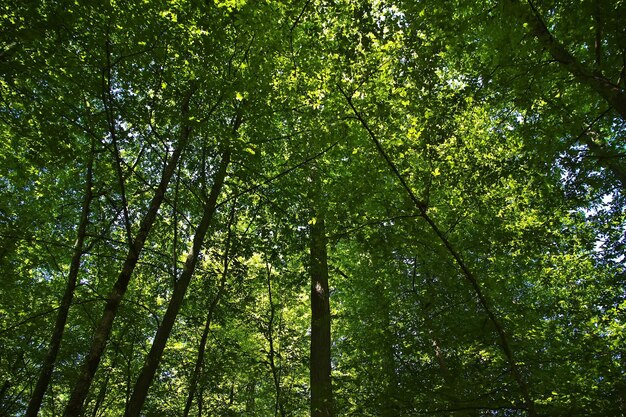 Foto parque belovezhskaya pushcha en el país de bielorrusia