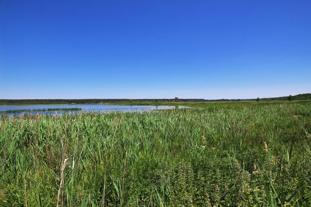 Parque Belovezhskaya Pushcha en el país de Bielorrusia