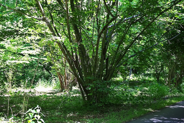 Parque Belovezhskaya Pushcha en el país de Bielorrusia