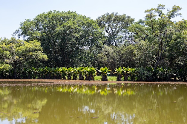 Parque Burle Marx City Park en Sao Jose dos Campos Brasil Hermoso lago con árboles típicos