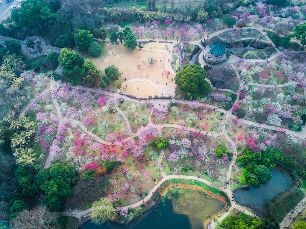 Parque Chidorigafuchi con sakura en plena floración en Tokio Japón