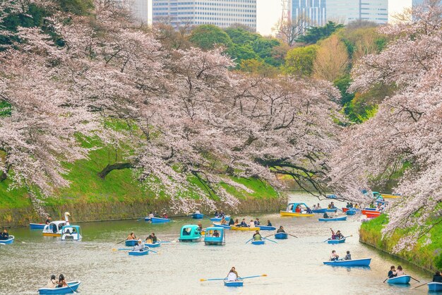 Foto parque chidorigafuchi en tokio durante la temporada de sakura en japón