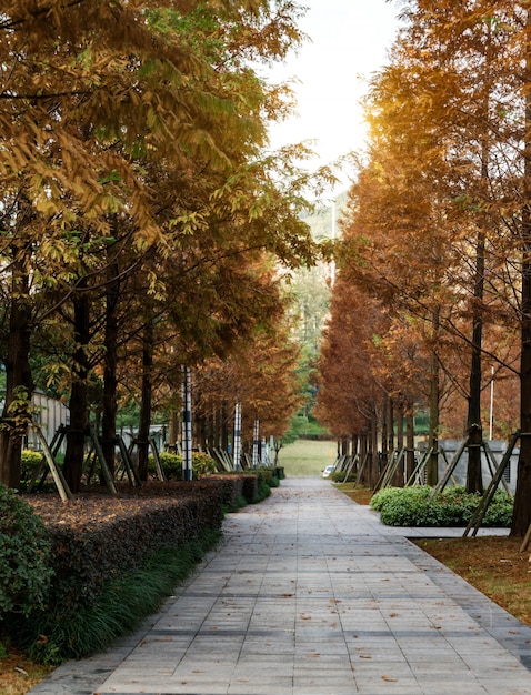 Un parque de la ciudad del bosque en Chongqing, China