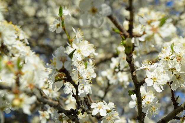 Parque de la ciudad de los cerezos en flor