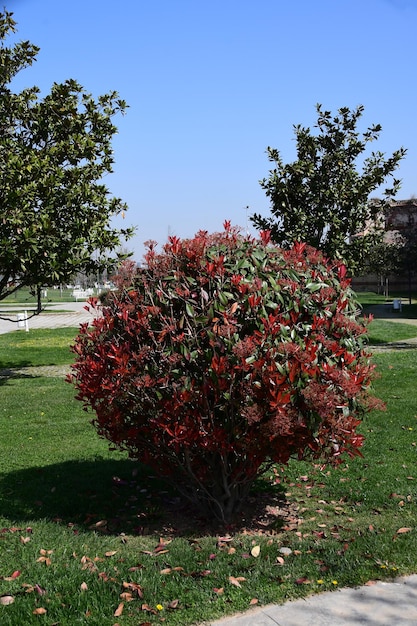 Foto parque de la ciudad de estambul hermoso arbusto con hojas rojas y verdes