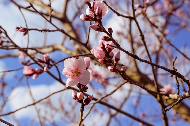 Parque de la ciudad de flores de cerezo rosa