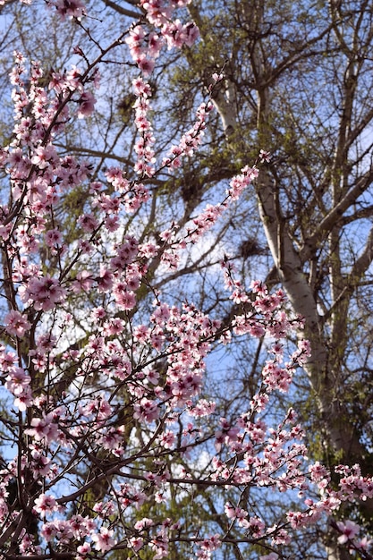 Parque de la ciudad de flores de cerezo rosa