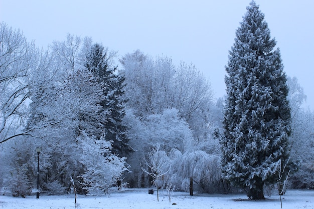 Parque de la ciudad en invierno