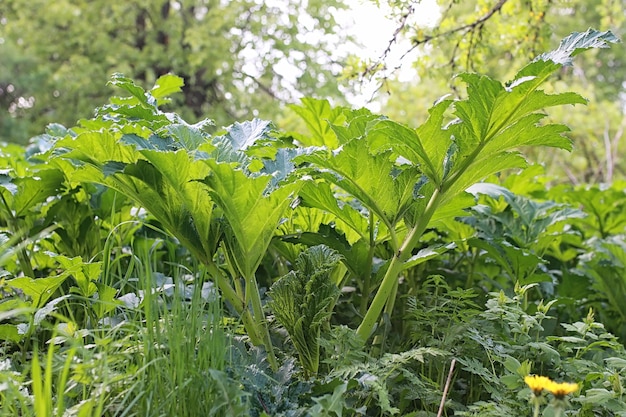 parque en la ciudad, jóvenes brotes de árboles en la primavera.