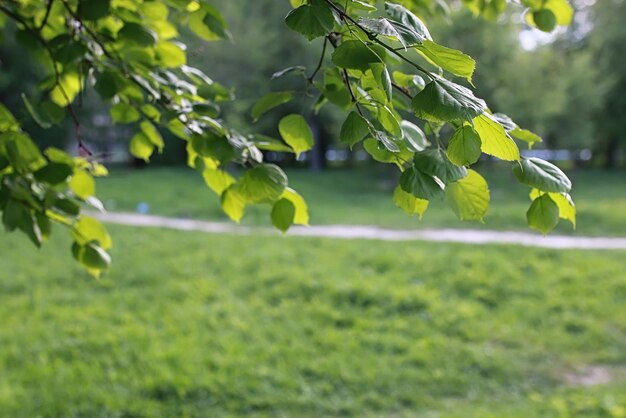 Parque en la ciudad, jóvenes brotes de árboles en la primavera.