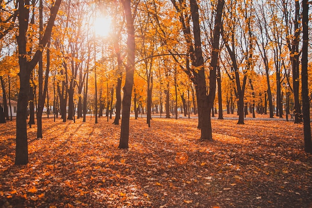 Parque de la ciudad de otoño con un camino asfaltado entre los árboles, a través del cual brilla el sol.