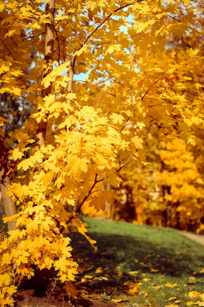 Parque de la ciudad de otoño en un día soleado de otoño. los árboles son arces con hojas naranjas que caen y una acera o sendero desiertos. buen tiempo