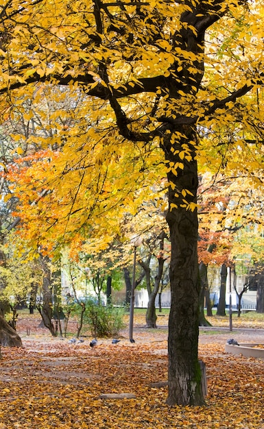 Parque de la ciudad de otoño dorado