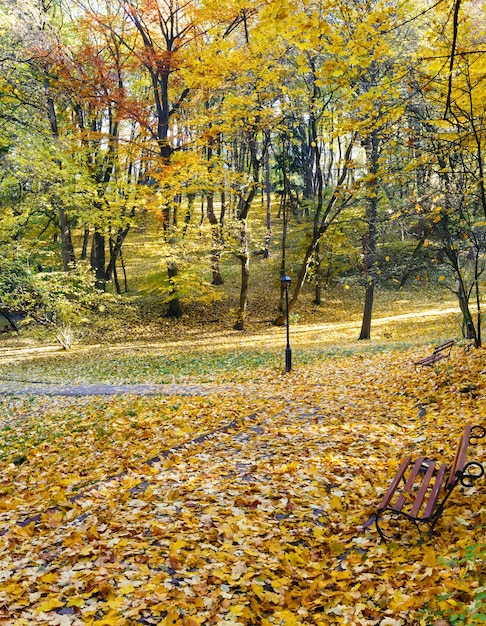 Parque de la ciudad de otoño con senderos sembrados de hojas amarillas y un banco.