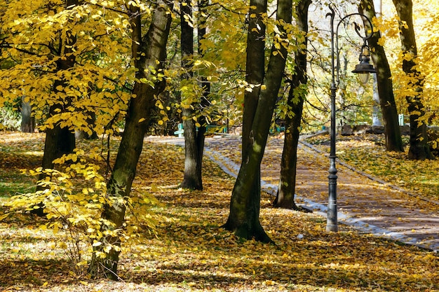 Parque de la ciudad de otoño con senderos sembrados de hojas amarillas y lámpara.