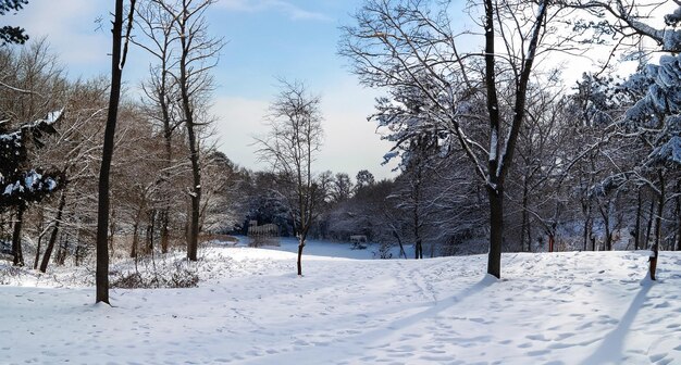 Parque coberto de neve na floresta com vista para o céu