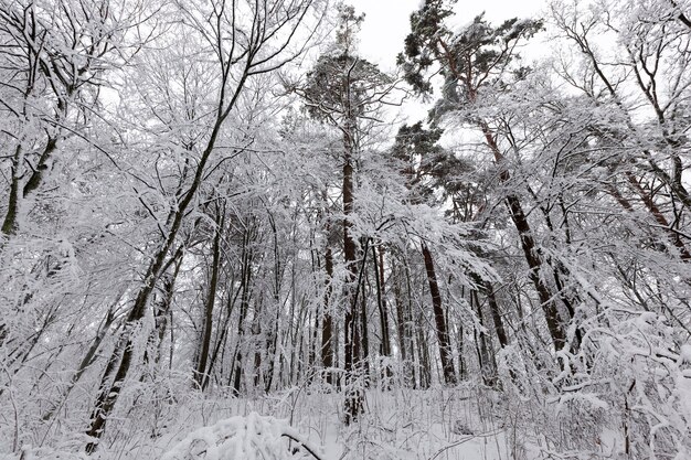 Parque coberto de neve no inverno