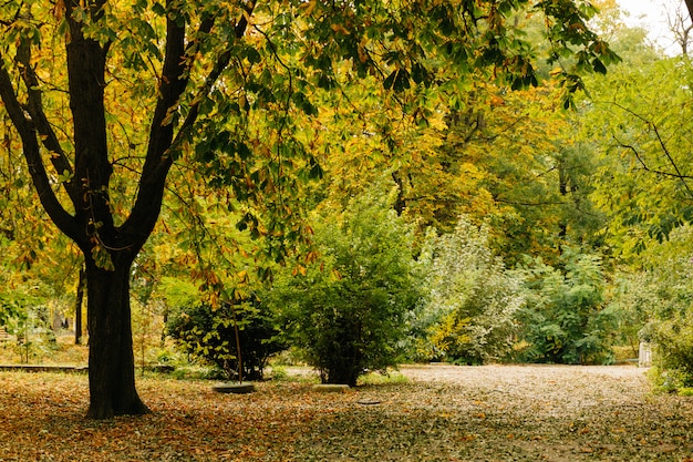 Parque com árvores e arbustos no outono