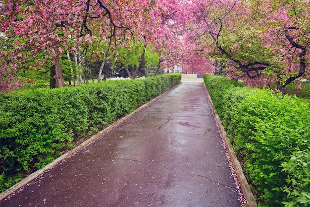 Parque com beco de macieiras vermelhas florescendo