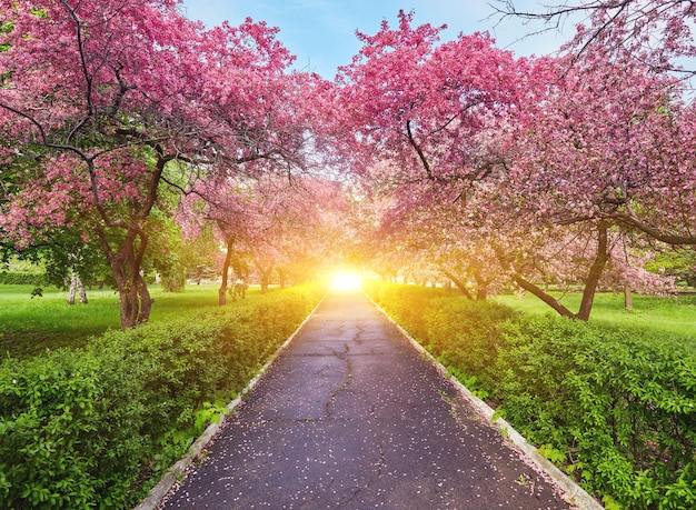 Parque com beco de macieiras vermelhas florescendo