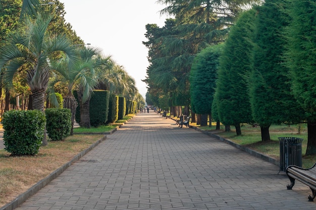 Parque com palmeiras e outras árvores na margem do Batumi