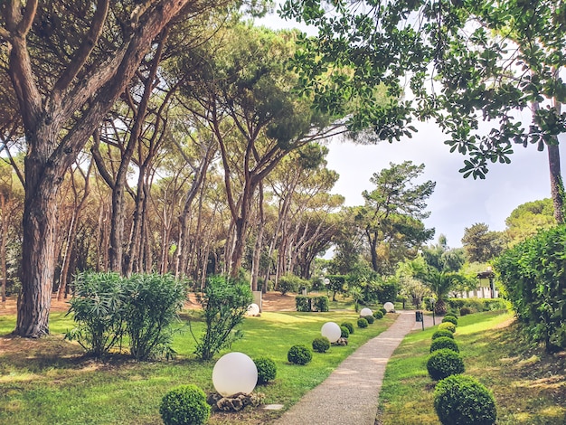 Parque de coníferas en verano