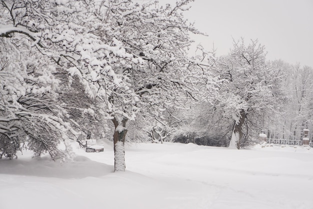 El parque cubierto de nieve después de la nevada.