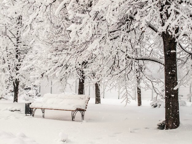 Parque da cidade após a queda de neve Árvores cobertas de neve Clima no inverno