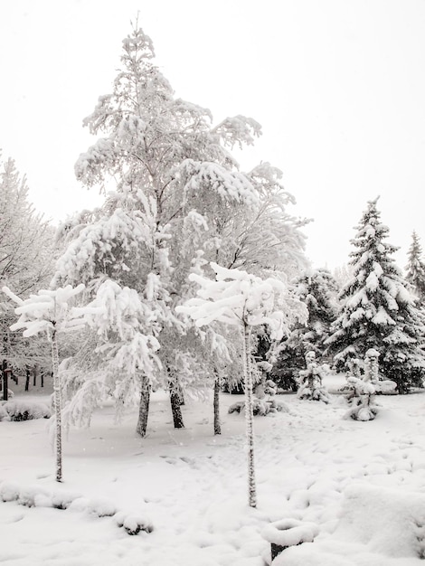 Parque da cidade após a queda de neve Árvores cobertas de neve Clima no inverno
