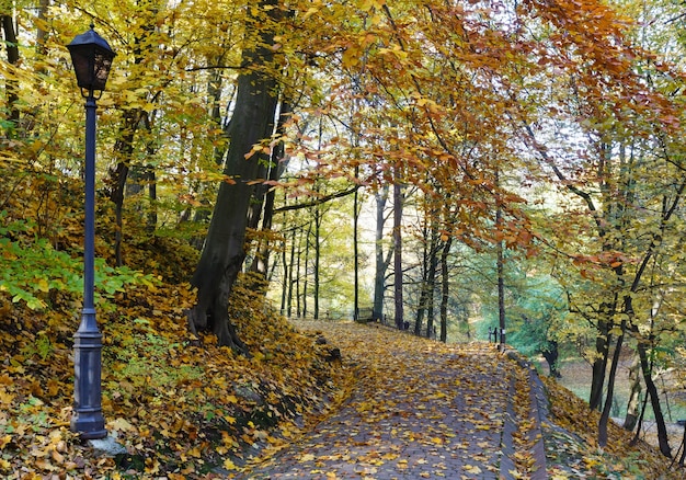 Parque da cidade de outono com caminhos repletos de folhas amarelas.