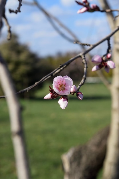 Parque da cidade Pink Cherry Blossoms