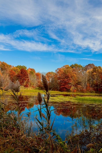 Foto parque da paisagem de outono no outono as cores brilhantes do outono no parque à beira do lago