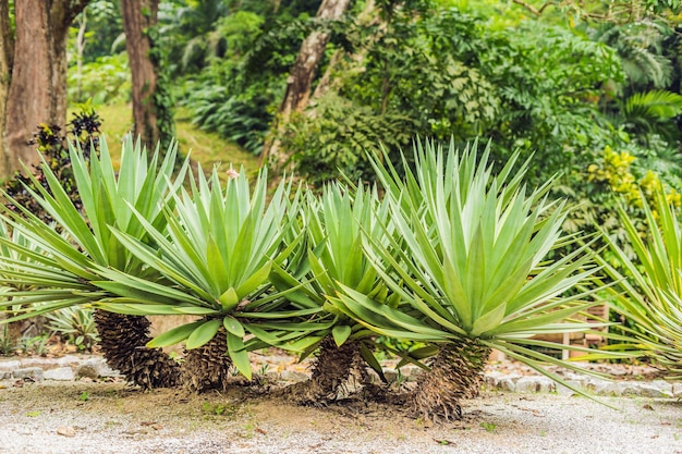 Parque de cactos e plantas suculentas perto de pequenos cactos manchados suculentos para floricultura como