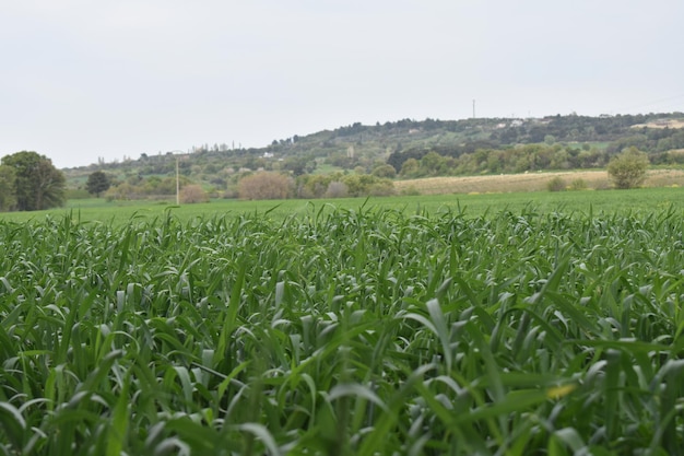 parque de campos de grama verde