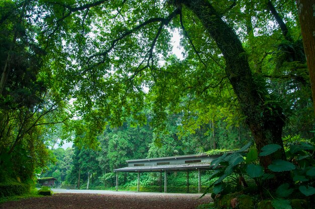 Foto parque de estacionamento arborizado da floresta garagem de sombra fresca