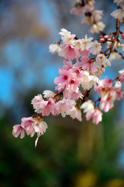 Parque de floração de inverno n da flor de cerejeira n Kenrokuen em Kanasawa, Japão.