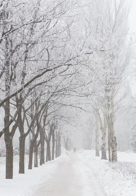 Parque de inverno coberto de neve branca