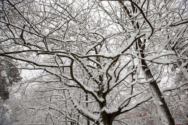 Parque de inverno com árvores sem folhagem