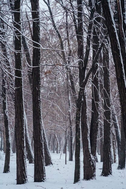 Parque de inverno com neve após nevasca