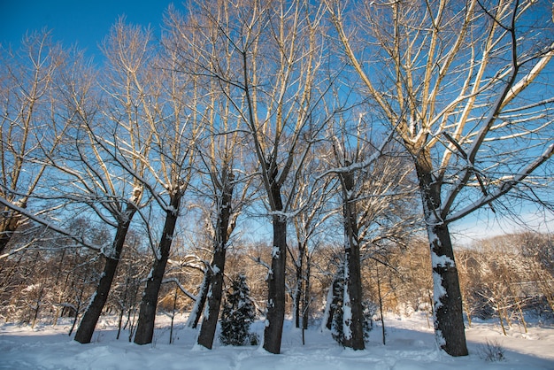 Parque de inverno de manhã