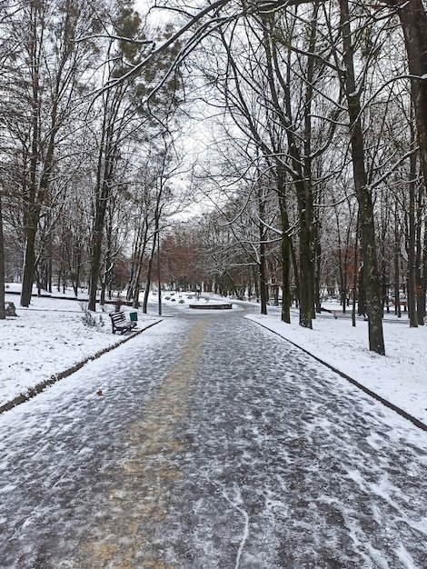 Parque de inverno na neve. Árvores nuas.