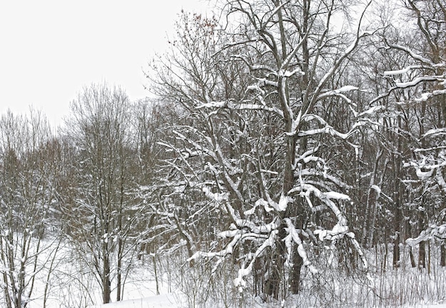 Parque de inverno na neve