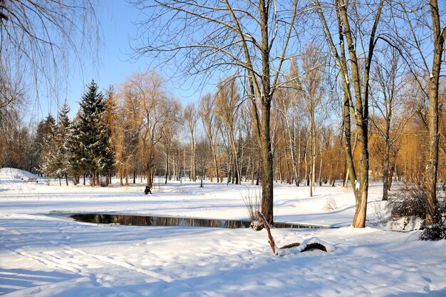 Parque de inverno na neve