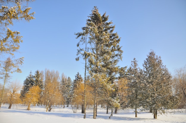 Parque de inverno na neve