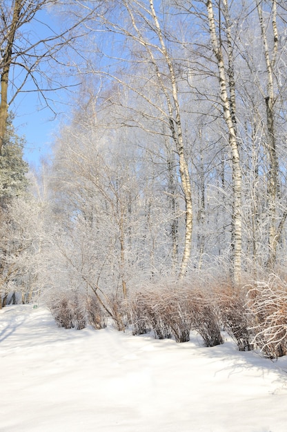 Parque de inverno na neve