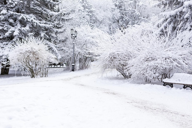 Parque de inverno na neve.