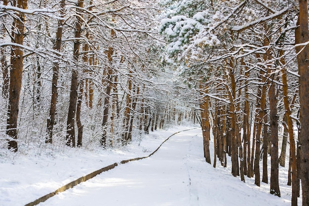 Parque de inverno na neve.