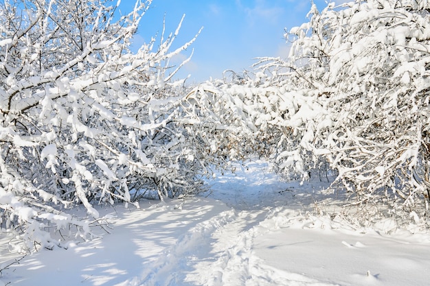 Parque de inverno na neve