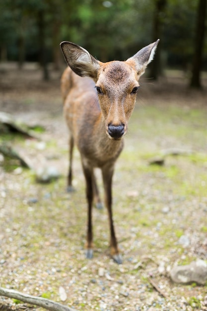 Parque de Nara e um cervo