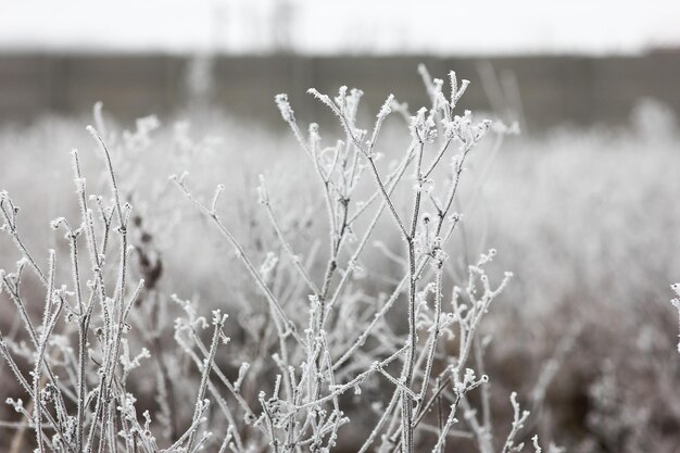 Parque de neve fria de inverno de plantas